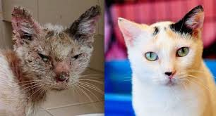 Before and After